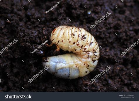 175 Japanese Beetle Larvae Images, Stock Photos & Vectors | Shutterstock