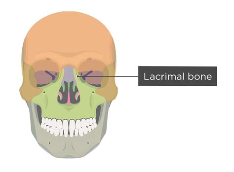 lacrimal bone anatomy