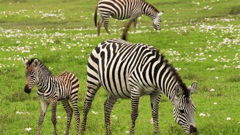 300+ Catchy Zebra Names With Name Generator 2024