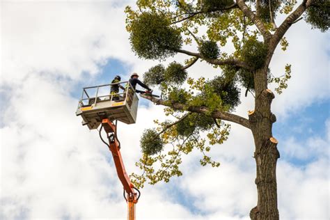 Tala Poda y Traslado de Árboles en Bogotá y Cundinamarca Guía