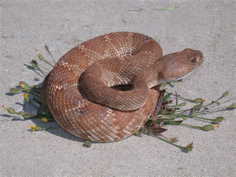 Rattlesnakes In California