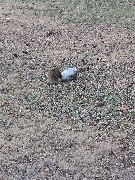 Piebald (?) squirrel : r/mildlyinteresting