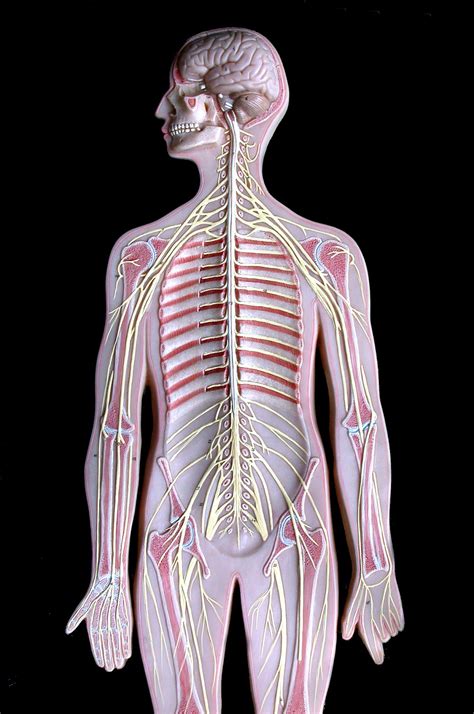 Sistema Nervioso Del Cuerpo Humano