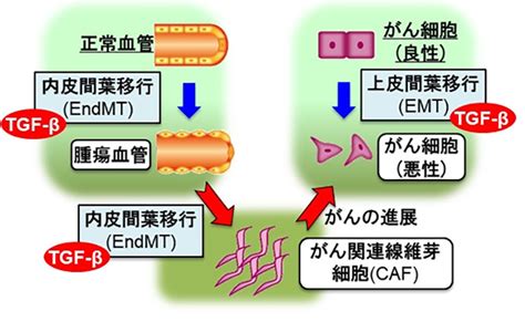 腫瘍組織における血管内皮細胞からの因子により、がんが進展するしくみを解明 テック・アイ生命科学