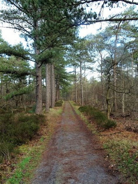 Wandelen Op De Veluwe Tips Voor De Mooiste Wandelroutes Artofit