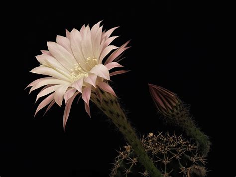 Echinopsis Cactus Blossom - Free photo on Pixabay - Pixabay