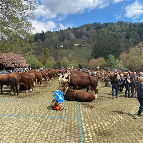 Grande Festa A Pollone Con L Esposizione Della Pezzata Rossa Di Oropa