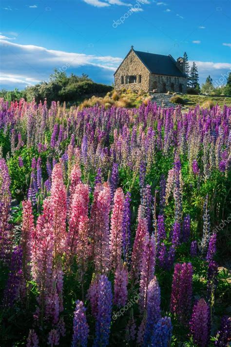 Iglesia Del Buen Pastor Y Campo Lupino Lago Tekapo