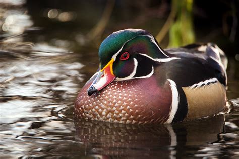 Wood Duck Winter Birds Of Alberta INaturalist Canada