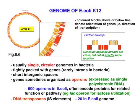 Ppt Bacterial Genomes Powerpoint Presentation Free Download Id5897886