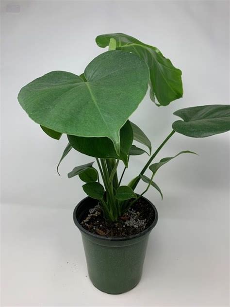 4 Philodendron Monstera Deliciosa Flowers Talk Tivoli