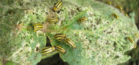 Striped Cucumber Beetle Facts, Description, and Pictures