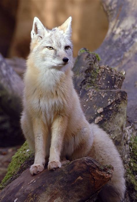 8 des plus belles espèces de renards à travers le monde