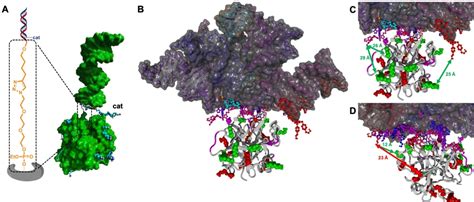 Calibrating Catalytic Dna Nanostructures For Siteselective Protein