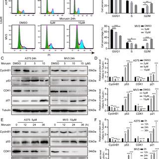 Morusin Induces Apoptosis In Melanoma Cells A Apoptosis Of A And