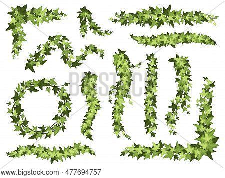 Cartoon Green Ivy. Vector & Photo (Free Trial) | Bigstock