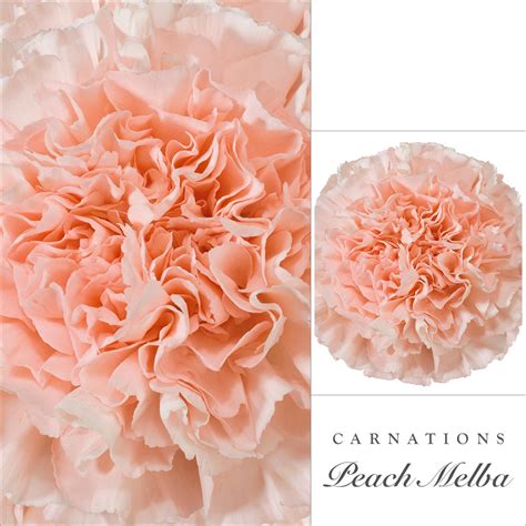 Peach Carnations 2018-2019 - EbloomsDirect – Eblooms Farm Direct Inc.