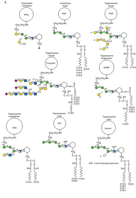 Complex And Varied Structures Of Glycosylphosphatidylinositol Gpi