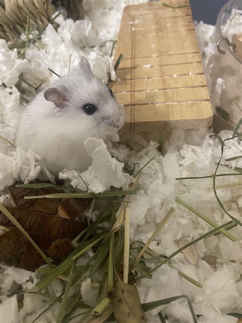 My worst nightmare came true yesterday. He escaped and the cat got him