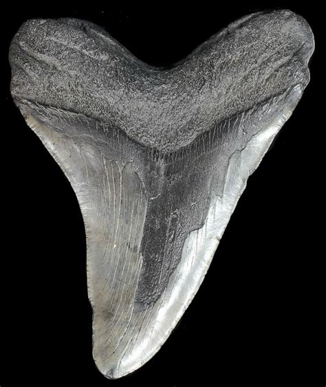 668 Megalodon Tooth Massive Tooth For Sale 43037