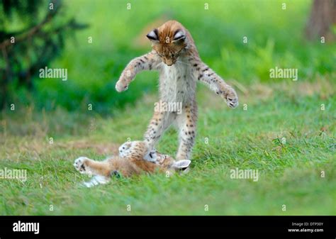 European Lynx, cubs / (Lynx lynx, Felis lynx Stock Photo - Alamy