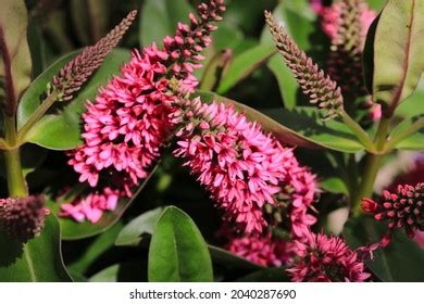 137 Hebe Flowers Isolated Stock Photos Images Photography Shutterstock