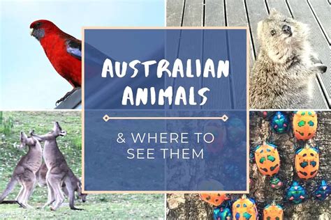 25 AMAZING Native Australian Animals & Where to See Them