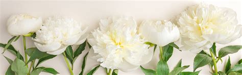 Белые пионы фон (много фото) - deviceart.ru