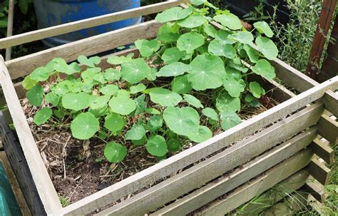 Настурция посадка и уход в открытом грунте. Инструкция садовода.