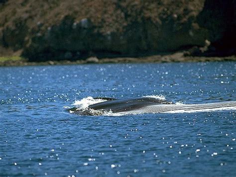 Photo of a Fin whale - Balaenoptera physalus