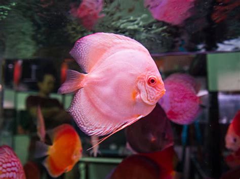 Pink Angelfish Care Guide