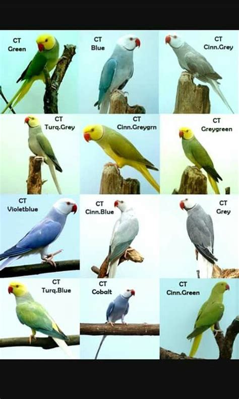 Colors of Indian Ringneck Parrots: A Vibrant Spectrum – Beasts Loco