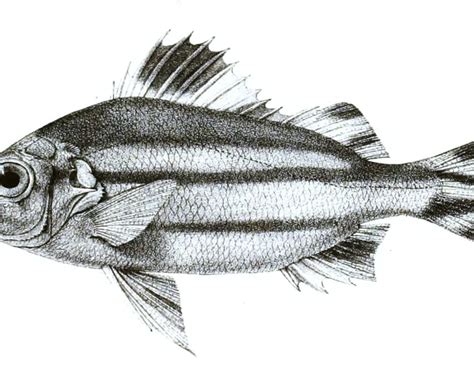 Terapon theraps - Facts, Diet, Habitat & Pictures on Animalia.bio