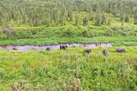 Nres Usut Kematian Empat Gajah Diduga Diracun Di Kluang Johor Antara News