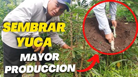 Cómo SEMBRAR YUCA Forma CORRECTA para tener Mayor Producción YouTube