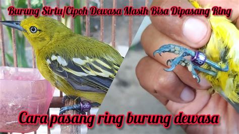 Cara Pasang Ring Burung Sirtu Cipoh Dewasa Youtube