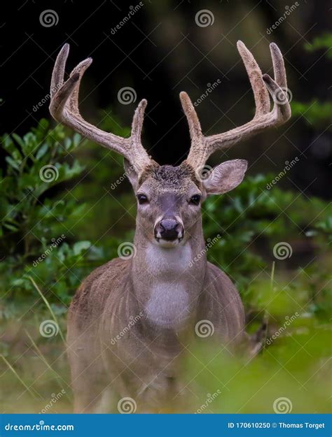 Whitetail Deer Buck with Antlers in Velvet. Stock Photo - Image of ...