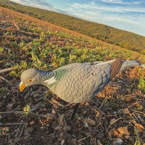 Le Forum De Palombe Chasse Du Pigeon Ramier Au Formes