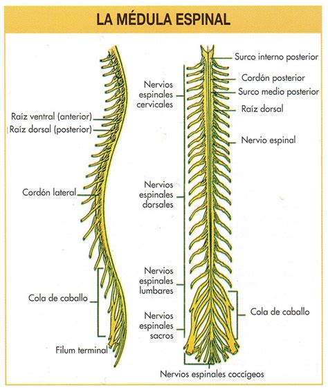 Partes de la médula espinal