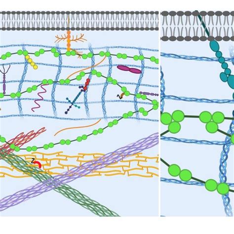 Schematic Representation Of Extracellular Matrix Underlying Epithelial