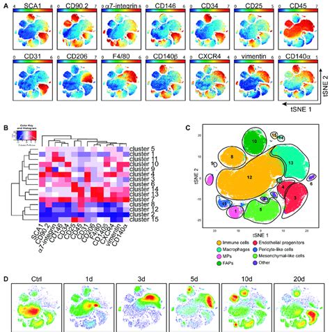 Dynamic Changes Of Mononuclear Cell Subpopulations In Wt Muscles During