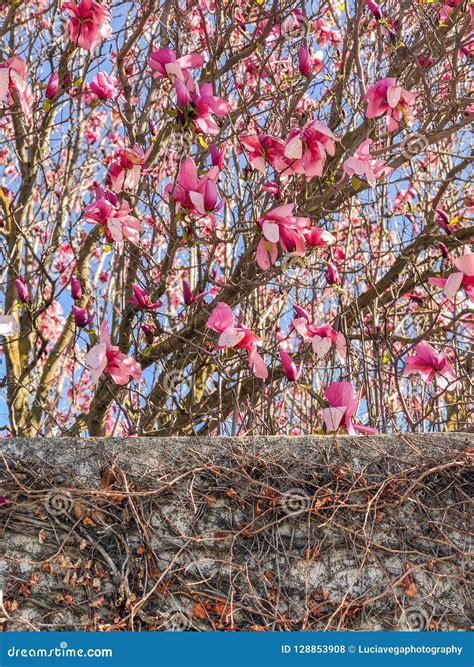 cine en modesto ca 1