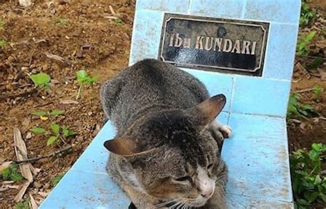 Y La Historia Triste Del Día Es Este Gato Que Pasó Un Año En La Tumba De Su Dueña