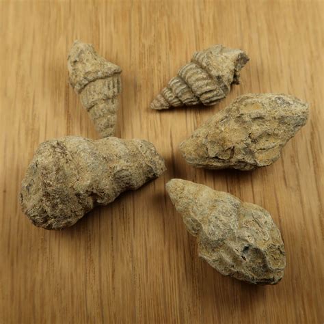 Mixed Gastropod fossils | Buy fossilised Mollusks | UK Shop