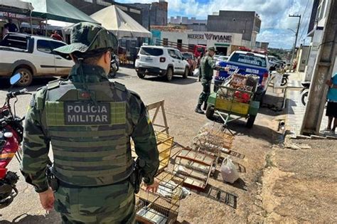 Pol Cia Militar Resgata P Ssaros Silvestres Na Feira Livre De Carira