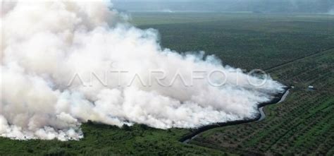 KEBAKARAN LAHAN DI KOLAKA TIMUR ANTARA Foto