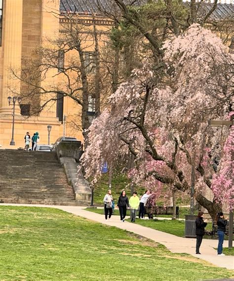 Cherry Blossoms in Fairmount Park : r/philadelphia