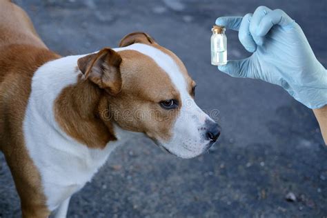 Man, Medic Holds Out Medicine To Big White Dog with Red Spots, Pet ...