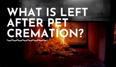 What Is Left After Pet Cremation Understanding Cremains And Ashes