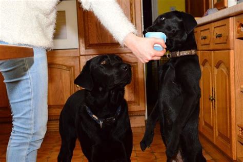 Peut on donner du fromage à un chien Le fromage est il bon pour les